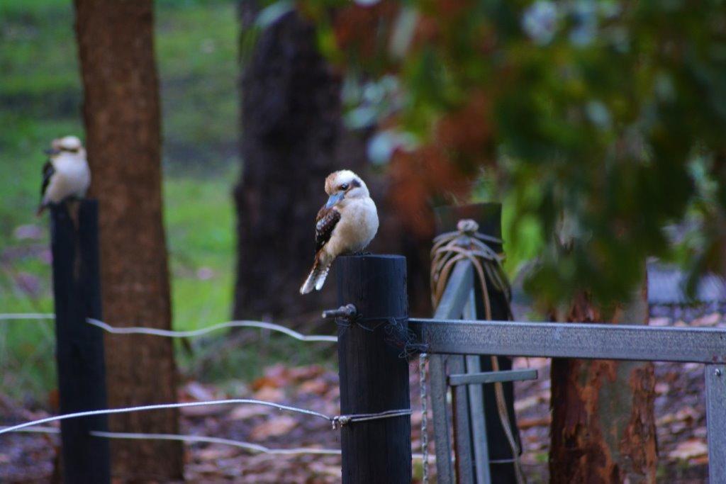 Black Cockatoo Lodge Nannup Εξωτερικό φωτογραφία